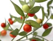 Butcher's broom